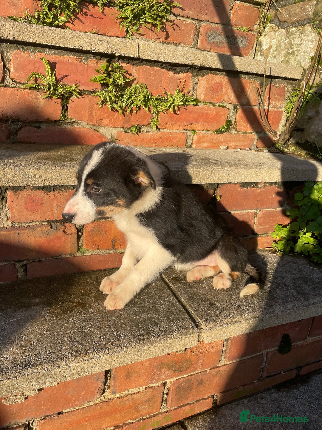 Border Collie dogs for sale: 3 Beautiful Sheepdog Puppies - Advert 17