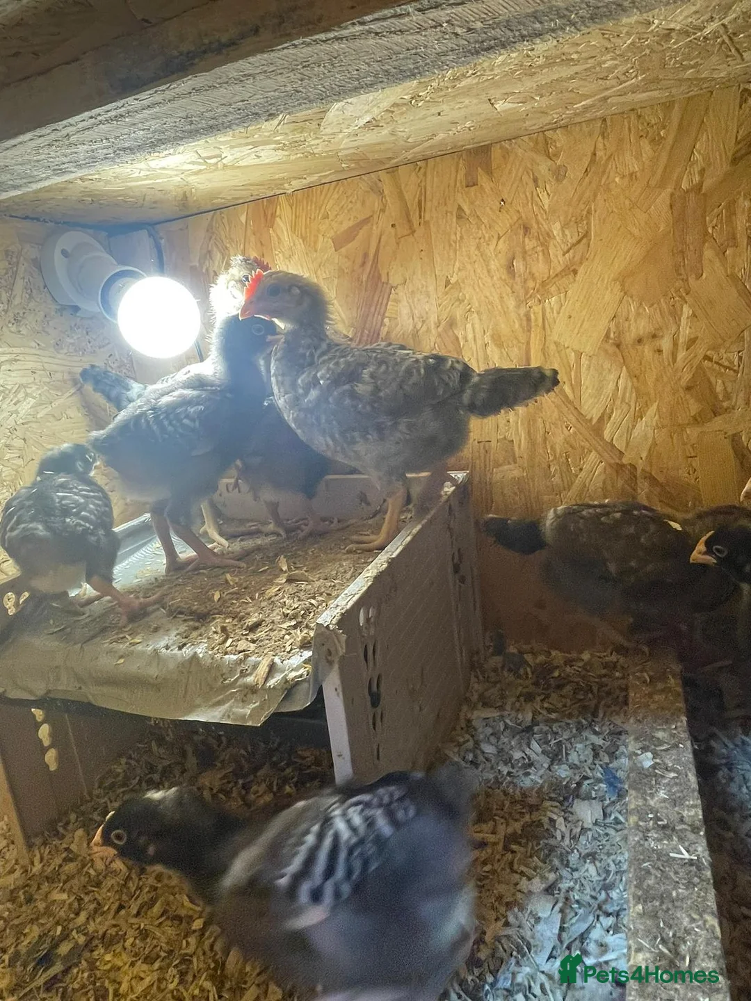 Chickens poultry for sale: Cream bar leghorn roos in Rotherham - Advert 2