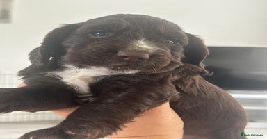 Cocker Spaniel dogs - Advert 3