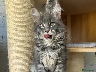 Maine Coon cats Massive Maine Coon Kittens TICA Registered - Advert 1
