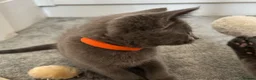 Russian Blue cats for sale: Russian Blue Kittens - Advert 24