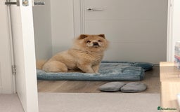 Chow Chow dogs for sale: Lovely Chow chow  - Advert 3