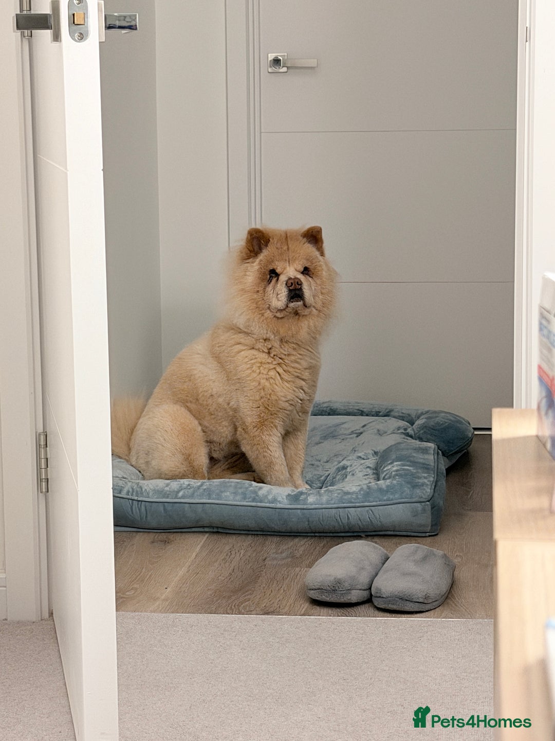 Chow Chow dogs for sale: Lovely Chow chow  - Advert 3
