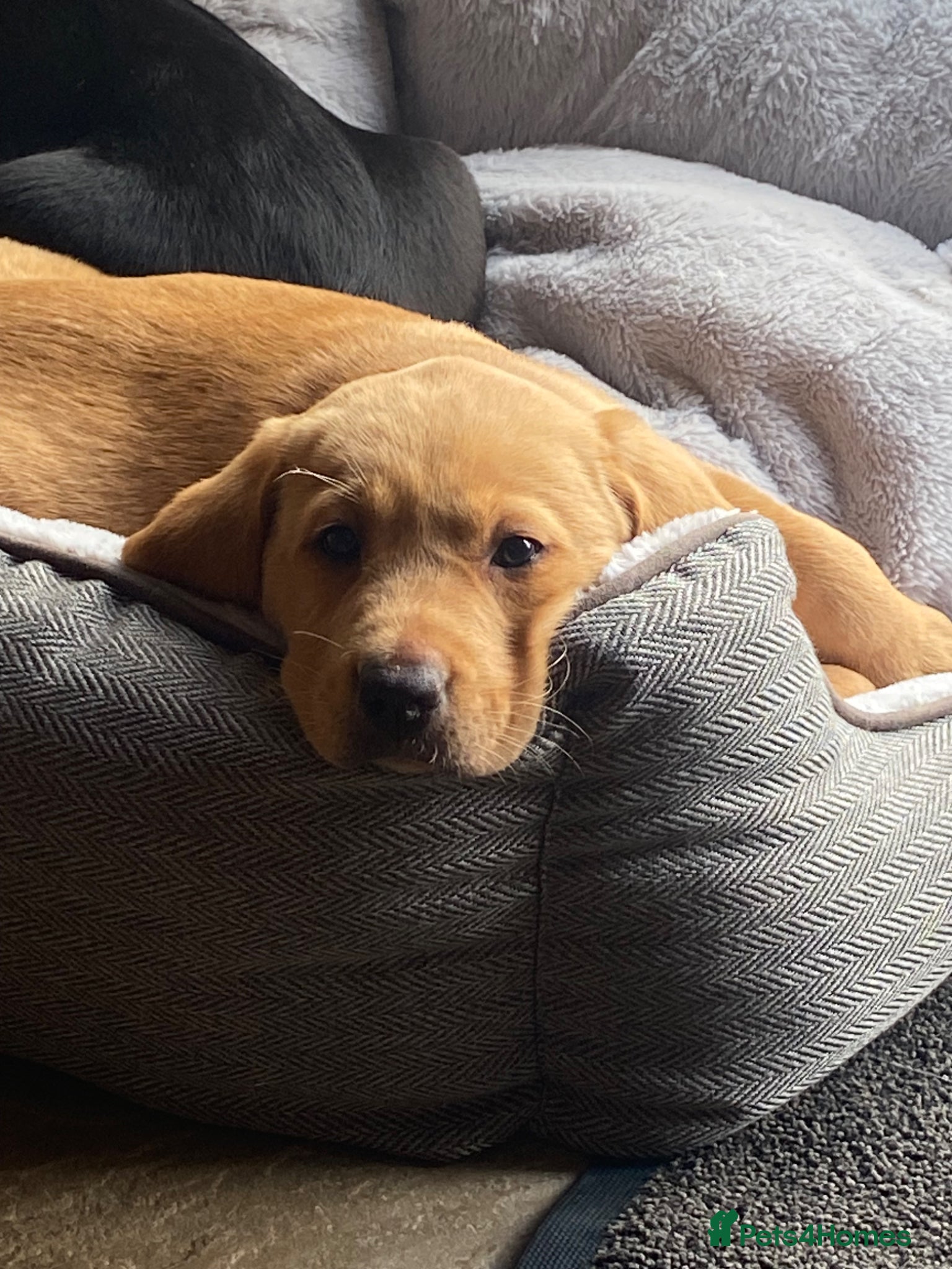 Labrador Retriever dogs KC Registered Labradors - Advert 1