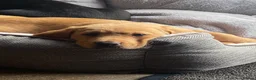 Labrador Retriever dogs for sale: KC Registered Labradors - Advert 1