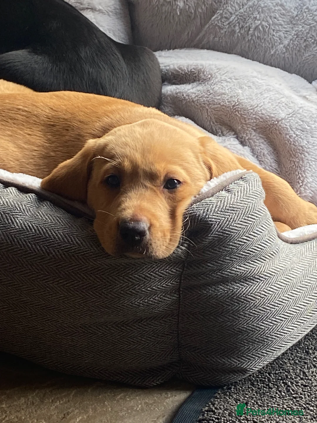 Labrador Retriever dogs for sale: KC Registered Labradors - Advert 1