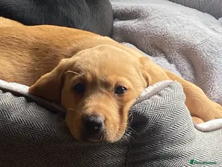 Labrador Retriever dogs for sale: KC Registered Labradors - Advert 2