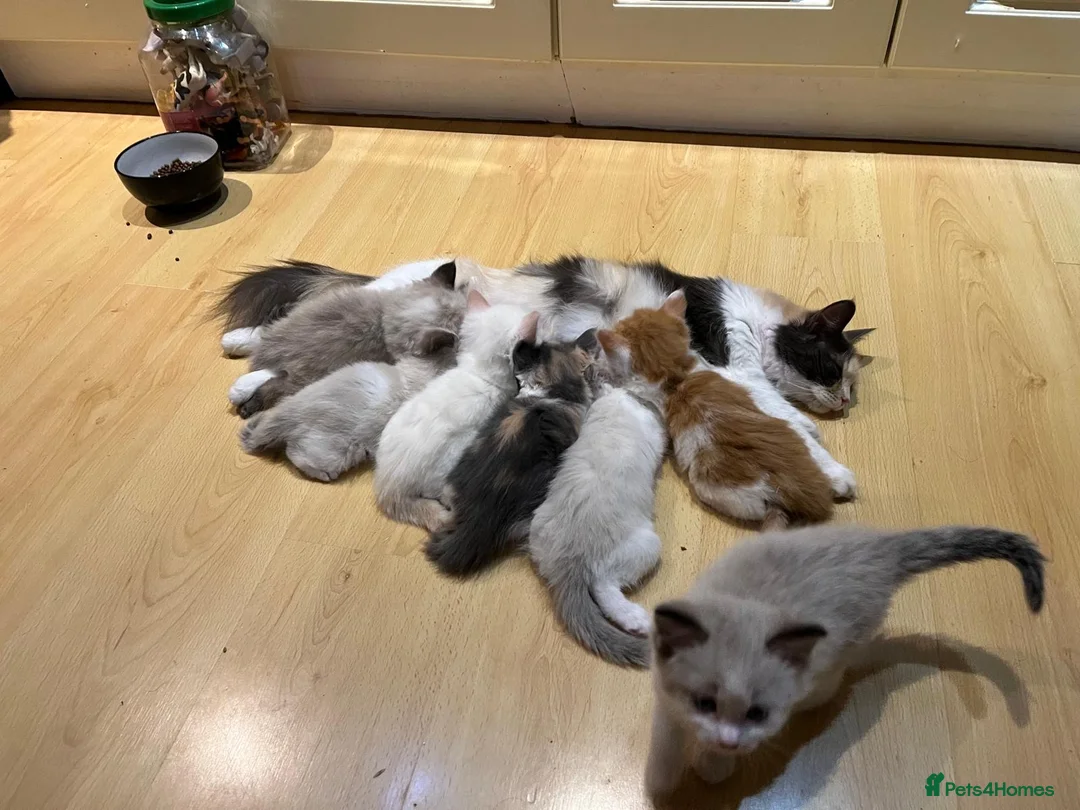 Maine Coon cats for sale: 4 LEFT! Stunning main coon x ragdoll kittens  - Advert 2