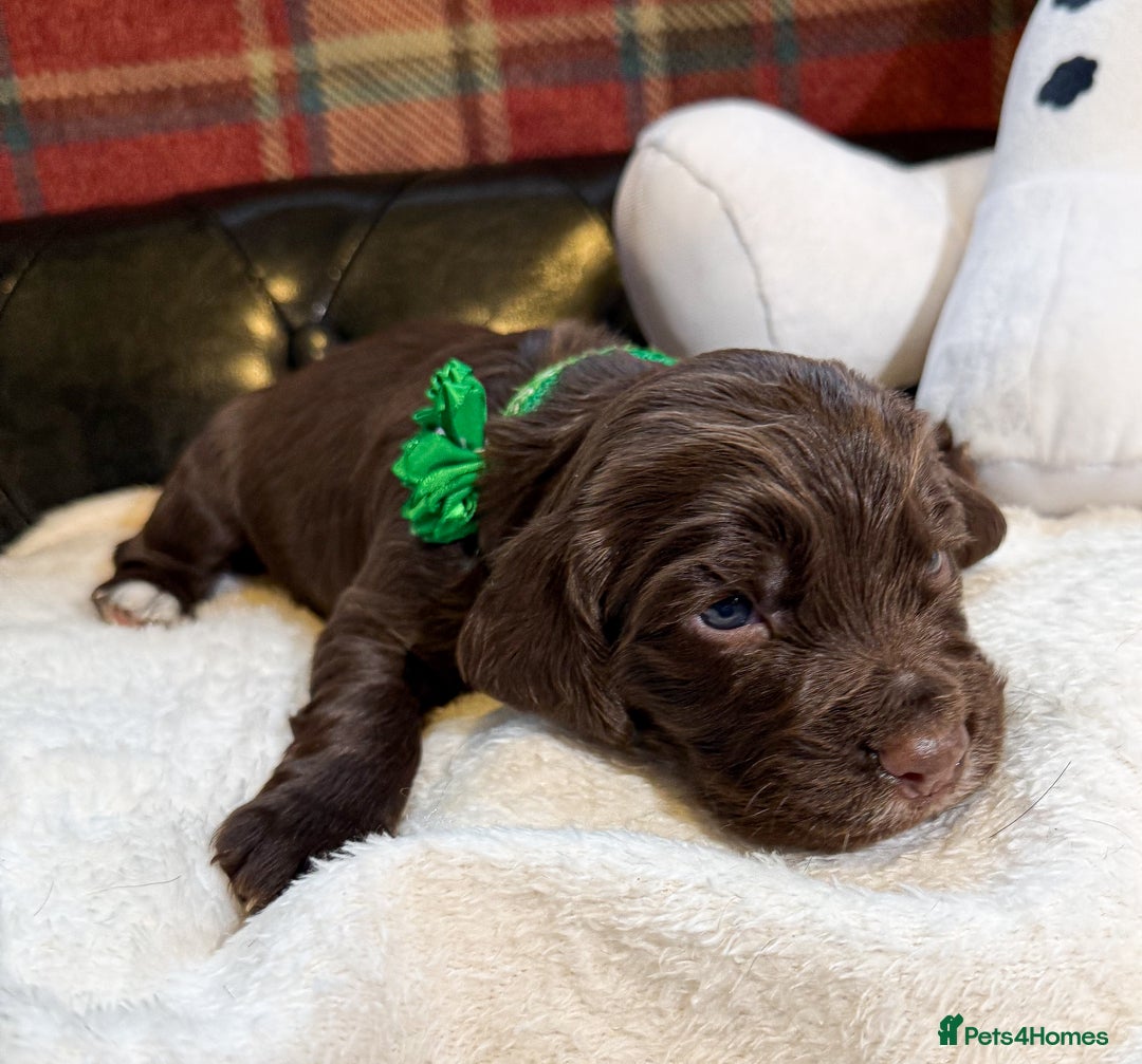 Cocker Spaniel dogs for sale: stunning chocolate and tri kc cocker spaniels - Advert 25