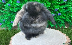 Mini Lop rabbits for sale: Stunning mini lop bunnies ready to reserve  - Advert 12