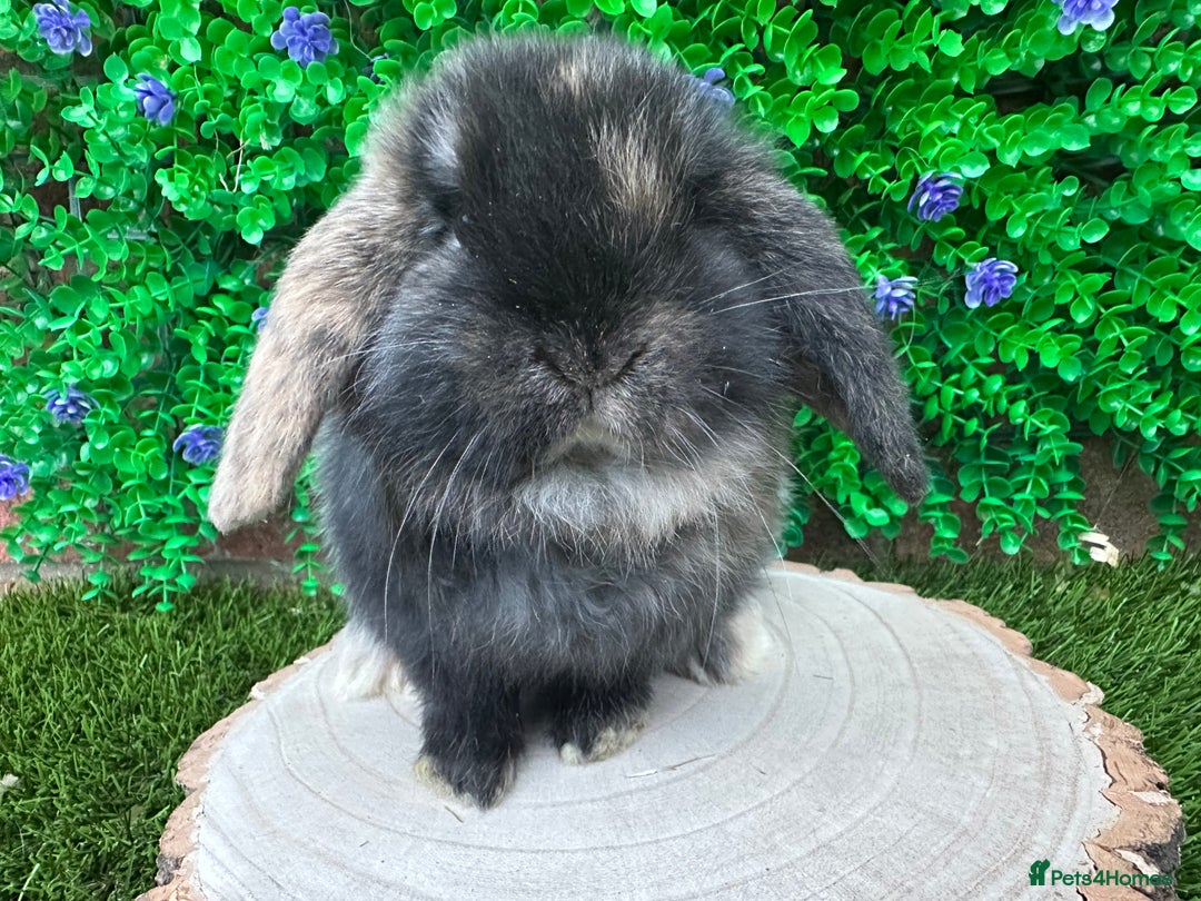 Mini Lop rabbits for sale: Stunning mini lop bunnies ready to reserve  - Advert 12