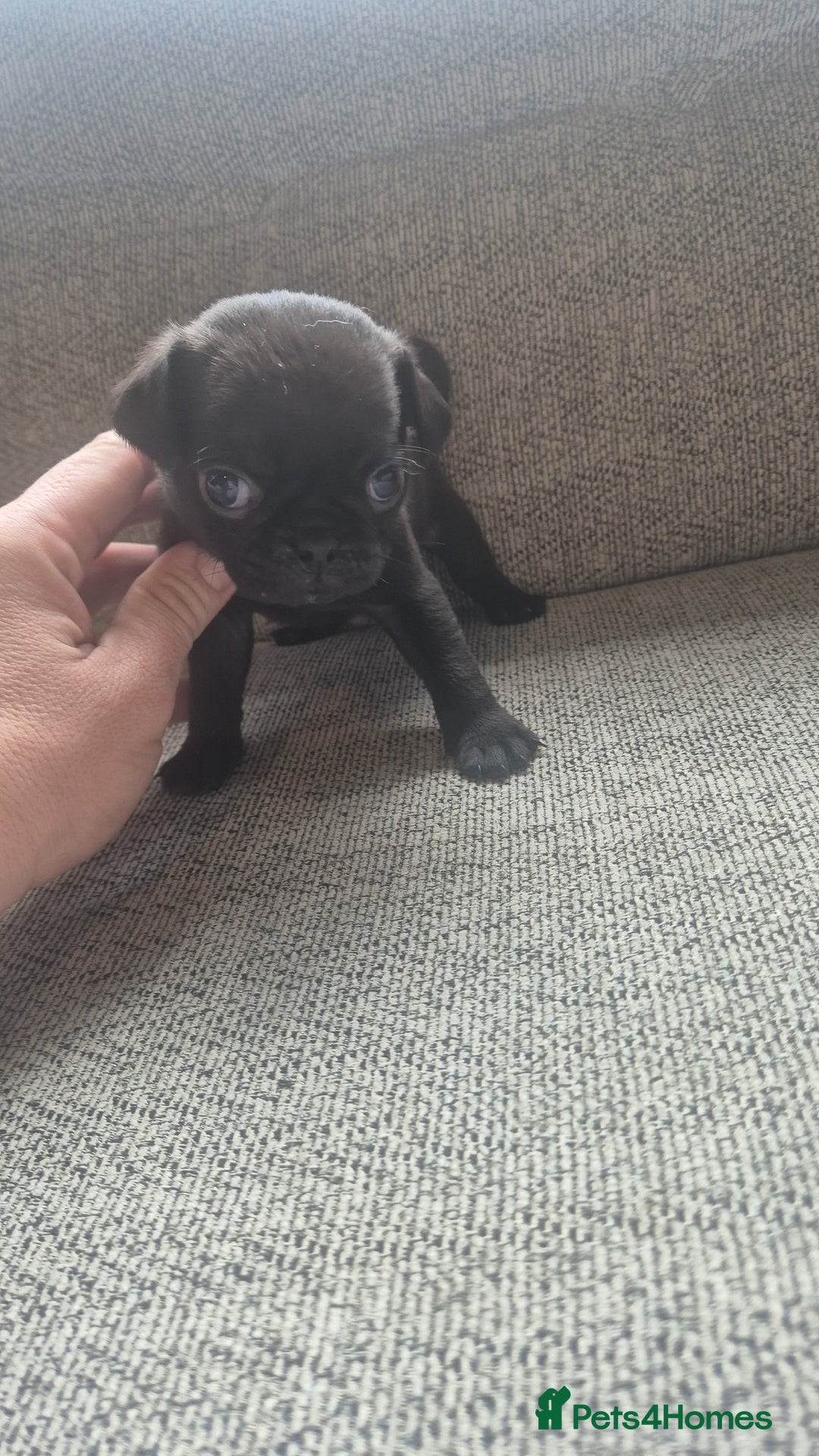 Pug dogs for sale: Beautiful pugs puppies - Image 9
