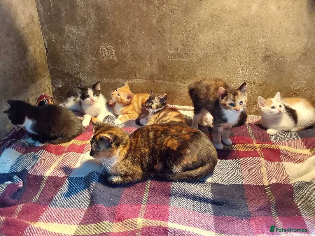 Mixed Breed cats for sale: Kittens for sale  - Advert 4