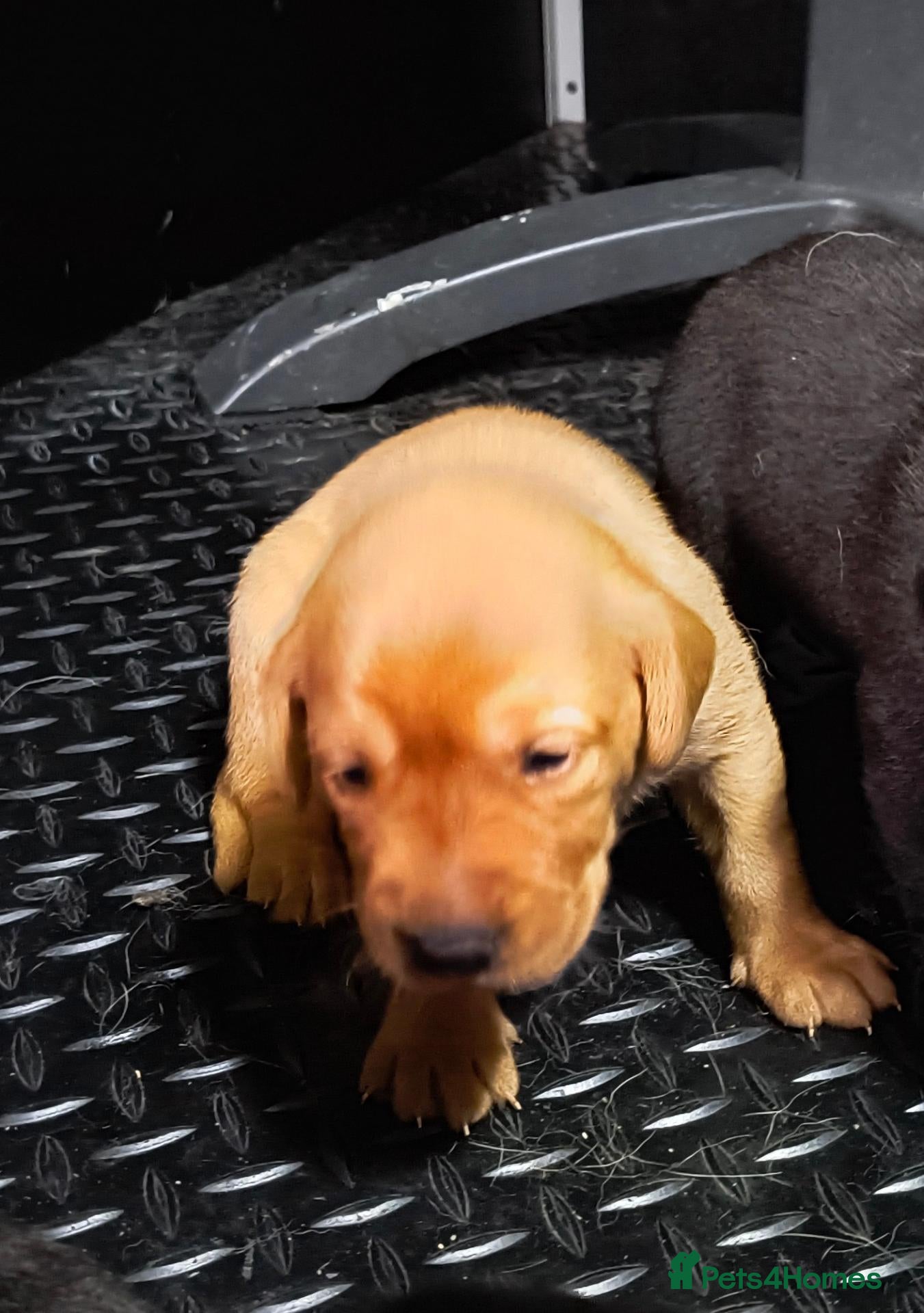 Labrador Retriever dogs  KC registered FTW Sired Labrador puppies  - Advert 2