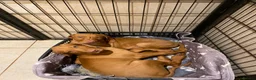 Hungarian Vizsla dogs for sale: Hungarian w/h vizsla s last 2 boys remaining  - Advert 7