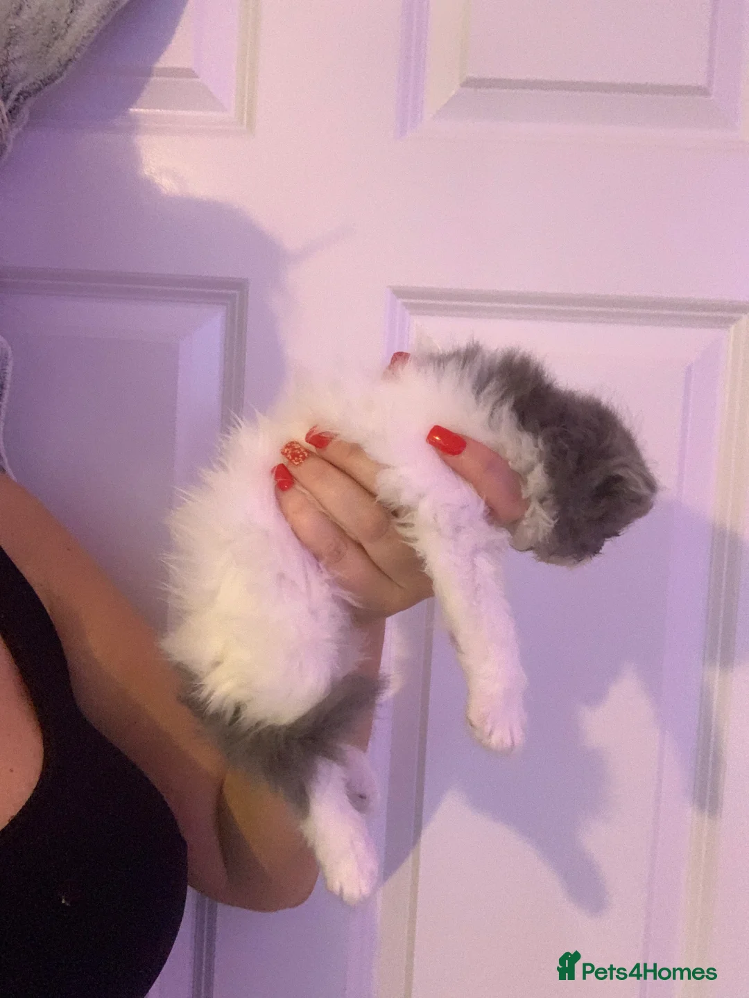 Persian cats for sale: Rainbow Persian kittens READY 14Th FEBRUARY  - Advert 8