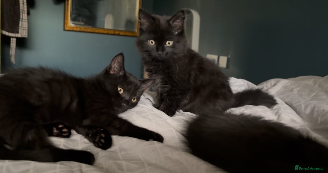 Mixed Breed cats for sale: 2 mixed kittens ready for there forever homes - Image 2
