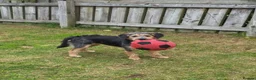 Mixed Breed dogs for adoption: ☀️ISLE OF MAN’S LITTLE RAY OF SUNSHINE ☀️  in Worcester - Advert 7