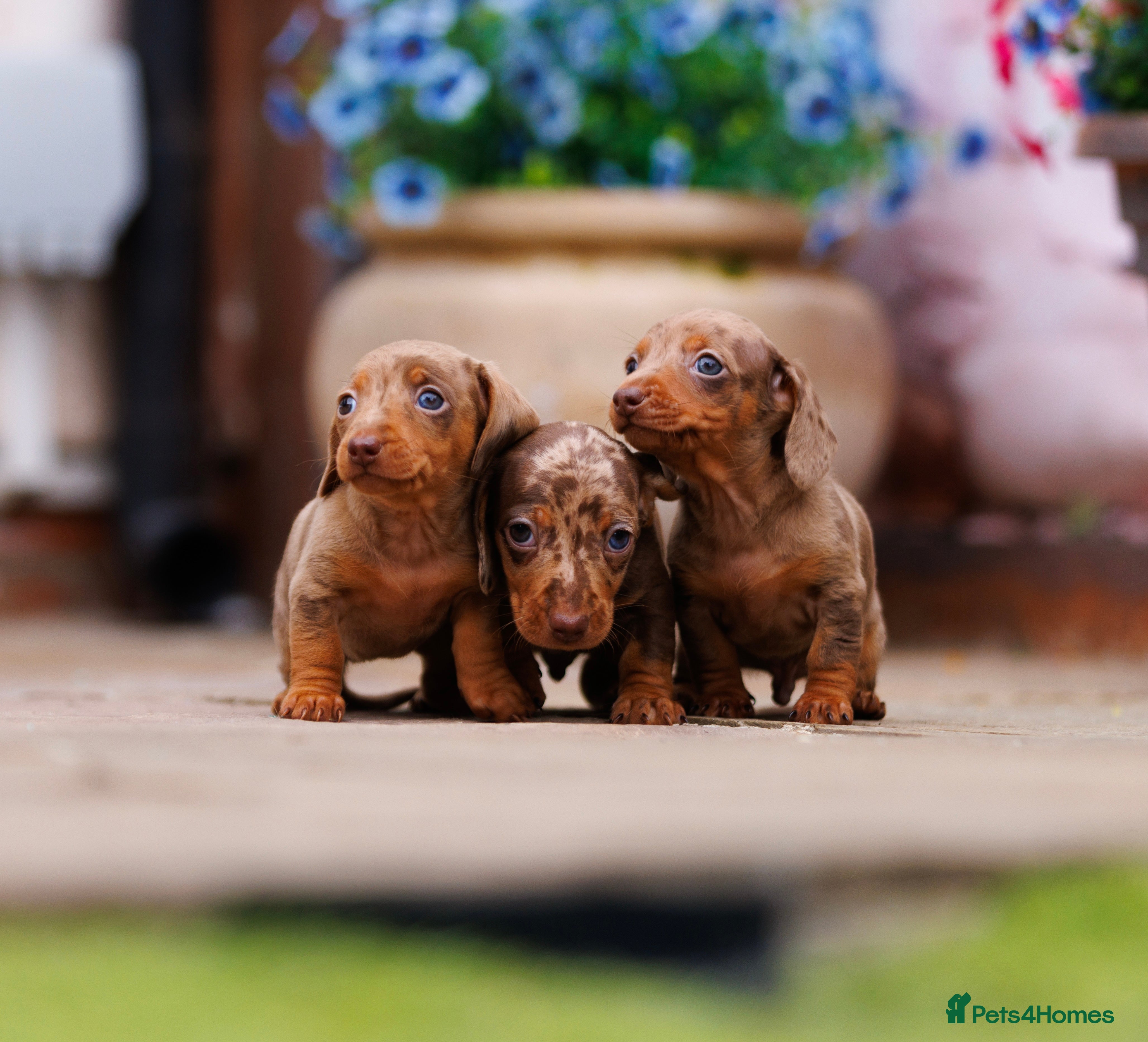 Miniature Dachshund dogs Top Tier Miniature Dachshunds for sale! - Advert 16