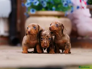 Miniature Dachshund dogs Top Tier Miniature Dachshunds for sale! - Advert 16