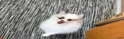 Pomeranian dogs for sale: Pomeranian Boy left Price Reduce! - Advert 10