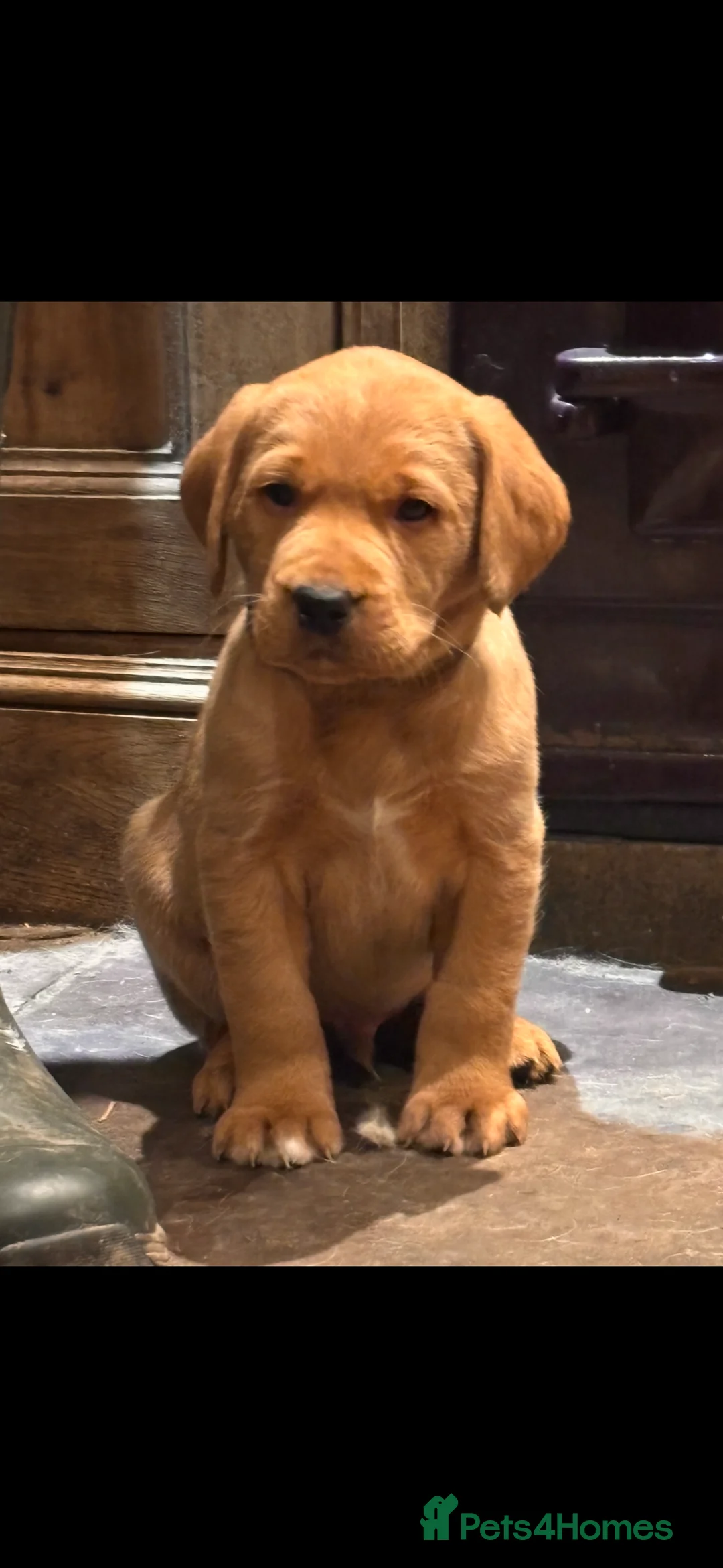 Labrador Retriever dogs for sale: 2 Beautiful Male Yellow / Red Fox Labradors   - Advert 5