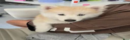Pomsky dogs for sale: ​3 Stunning Blue-Eyed Pomsky Princesses - Advert 2