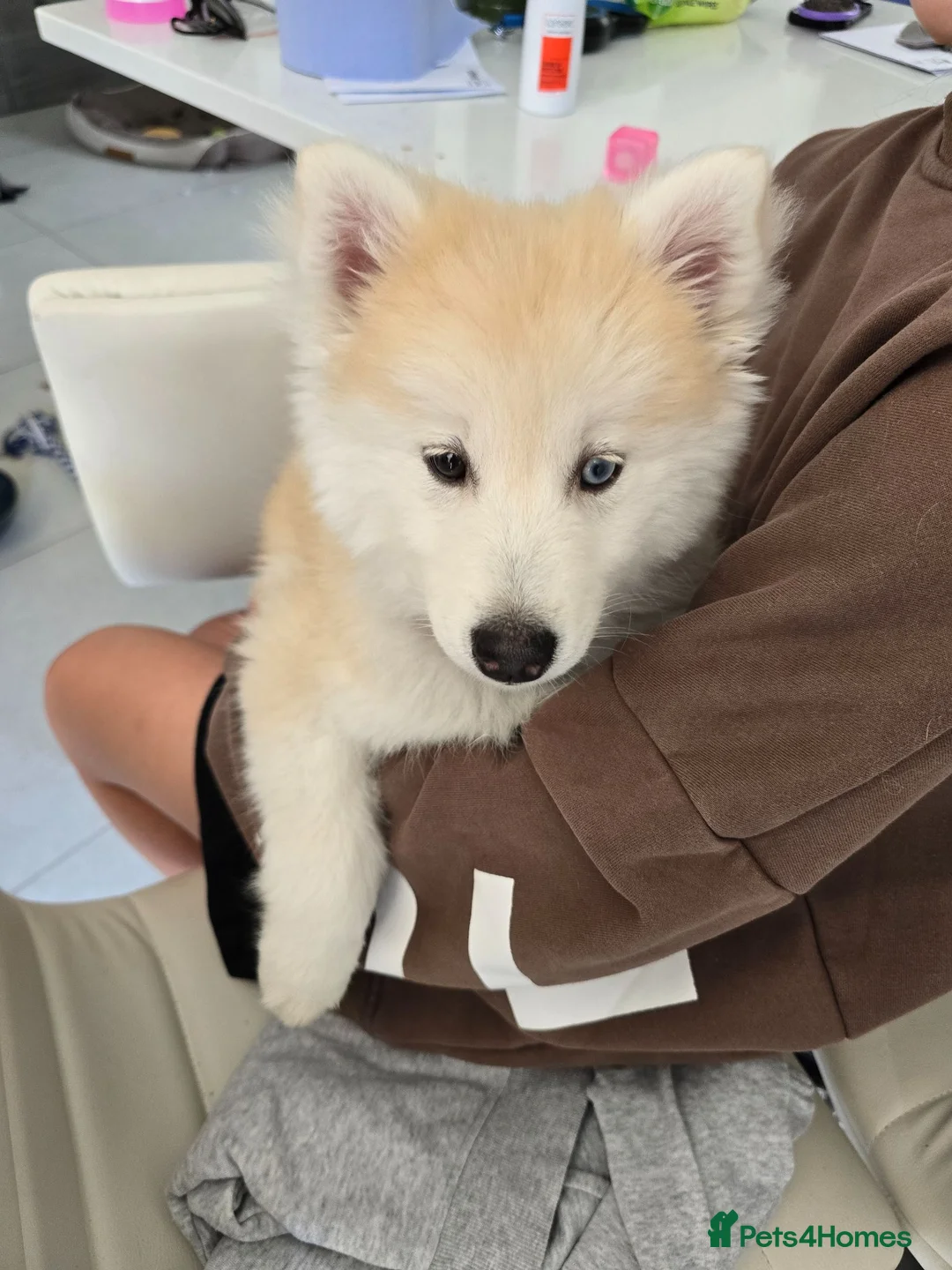 Pomsky dogs for sale: ​3 Stunning Blue-Eyed Pomsky Princesses - Advert 2