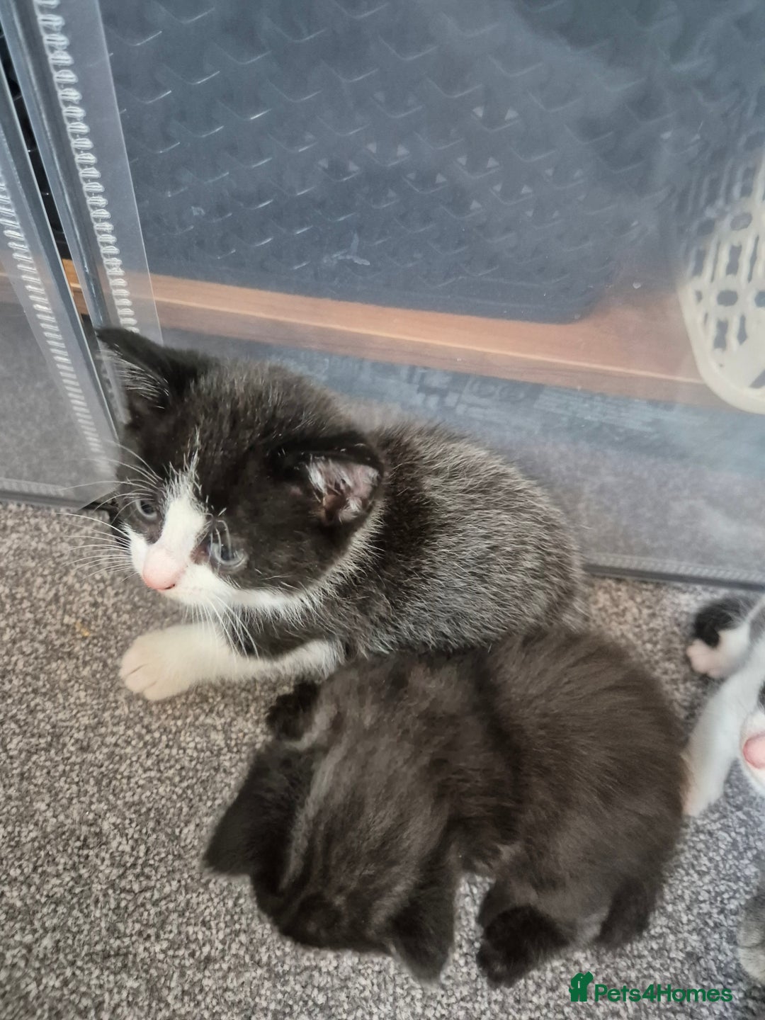 Mixed Breed cats for sale: Beautiful litter of 5 kittens  - Image 15