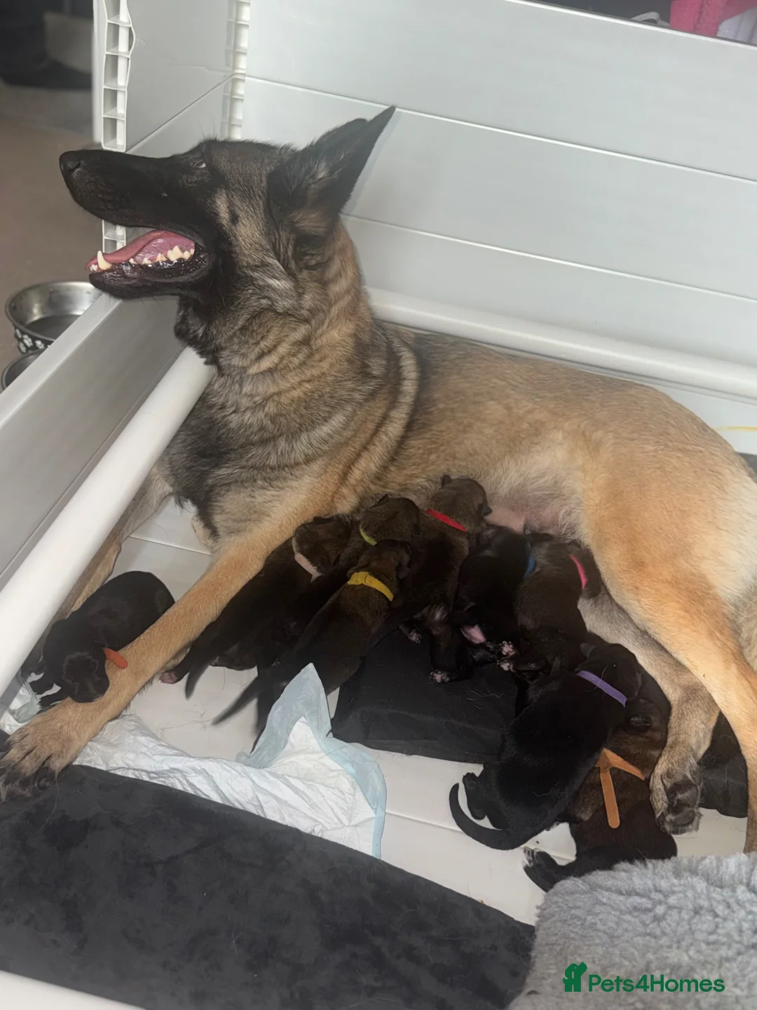 Belgian Shepherd Dog dogs for sale: 🔥 BELGIAN MALINIOS PUPPIES FOR SALE 🔥  - Advert 10