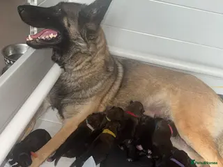 Belgian Shepherd Dog dogs 🔥 BELGIAN MALINIOS PUPPIES FOR SALE 🔥 - Advert 14