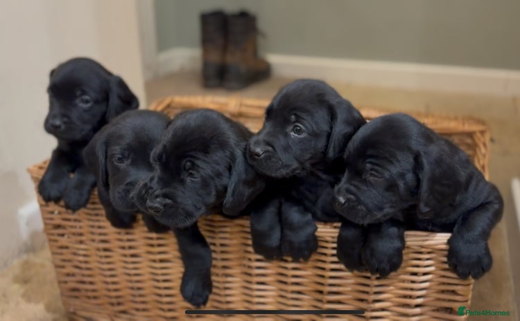Labrador Retriever dogs KC registered working black labradors - Advert 2