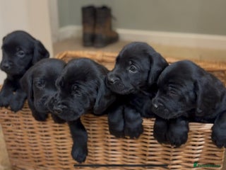 Labrador Retriever dogs KC registered working black labradors - Advert 4