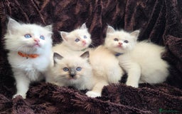 Ragdoll cats for sale: PEDIGREE RAGDOLL KITTENS FROM GCCF REGISTERED - Image 2