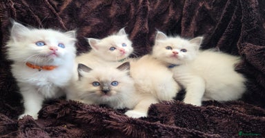 Ragdoll cats - Advert 5