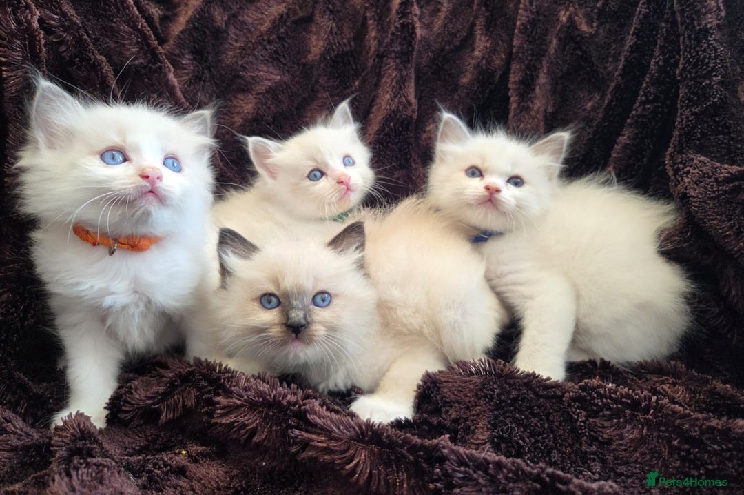 Ragdoll cats for sale: PEDIGREE RAGDOLL KITTENS FROM GCCF REGISTERED - Image 2
