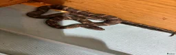 Rat Snake reptiles for sale: Russian Rat Snake Hatchlings  - Advert 2