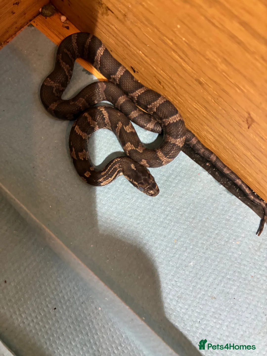 Rat Snake reptiles for sale: Russian Rat Snake Hatchlings  - Advert 2