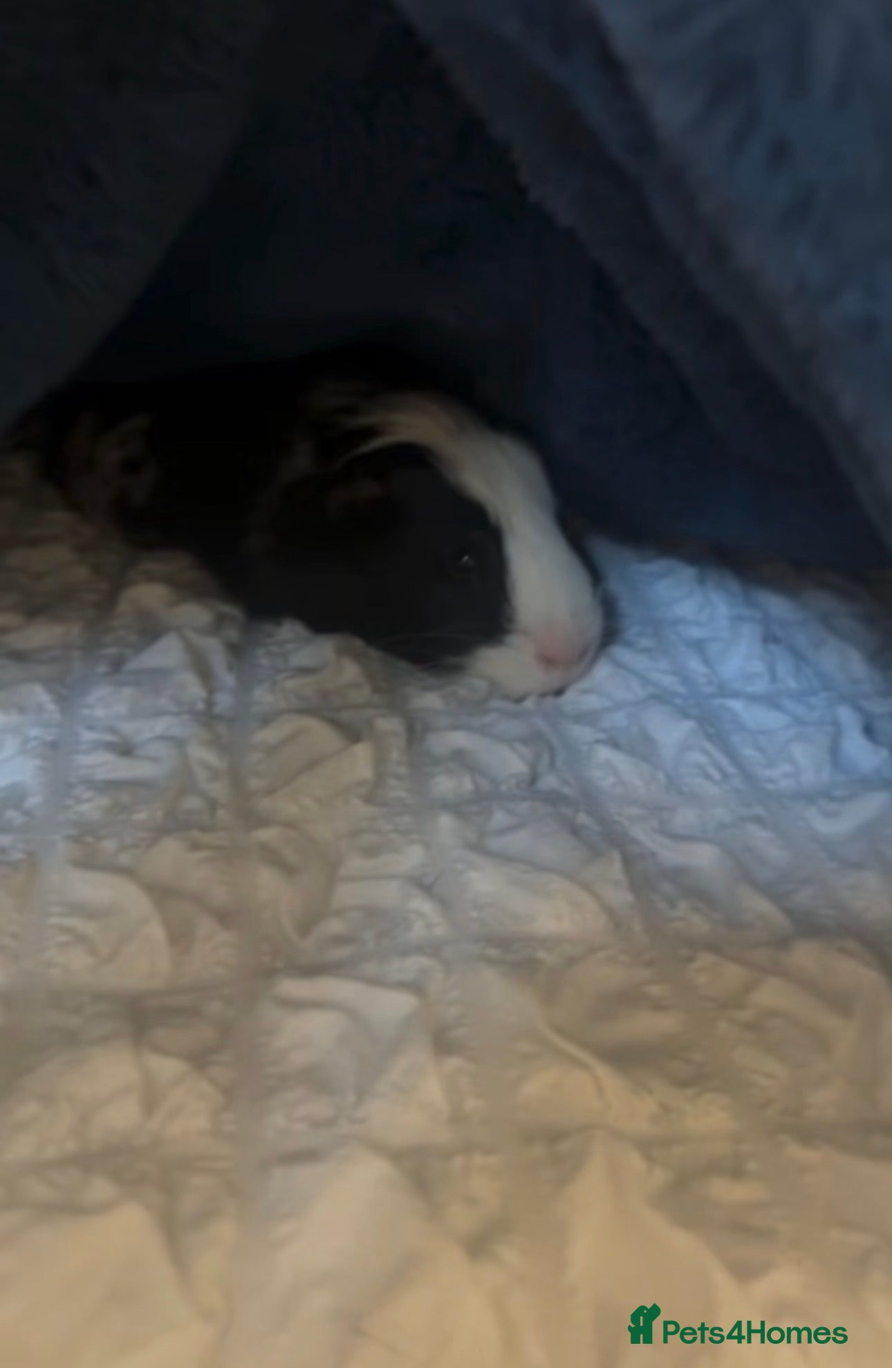 Guinea Pig rodents guinea pigs for rehoming  - Advert 2