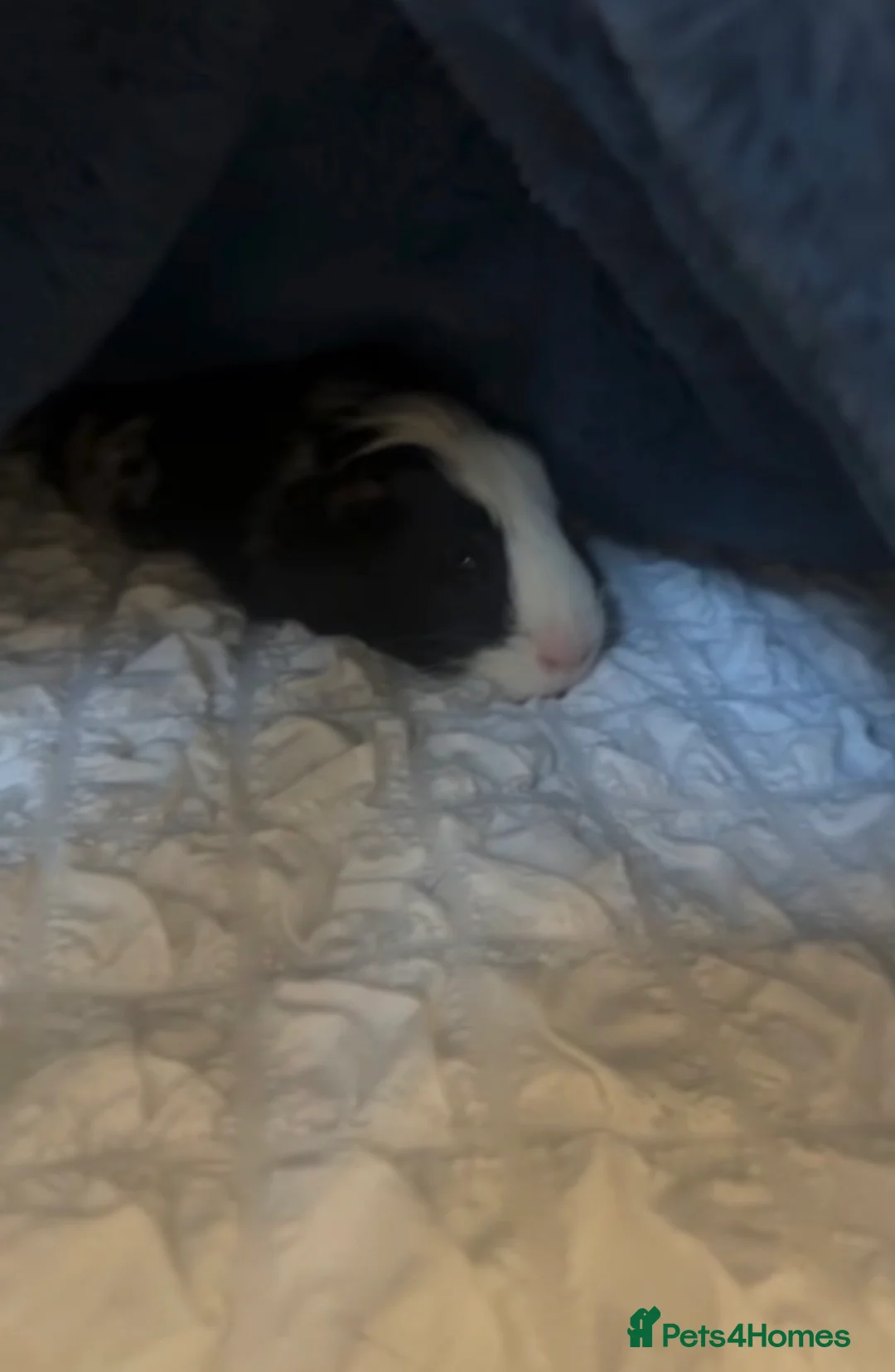 Guinea Pig rodents for sale: guinea pigs for rehoming  in Liverpool - Advert 1