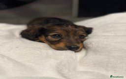 Miniature Dachshund dogs for sale: REDUCED!! Only one long hair miniature girl left!  in Sudbury - Image 19