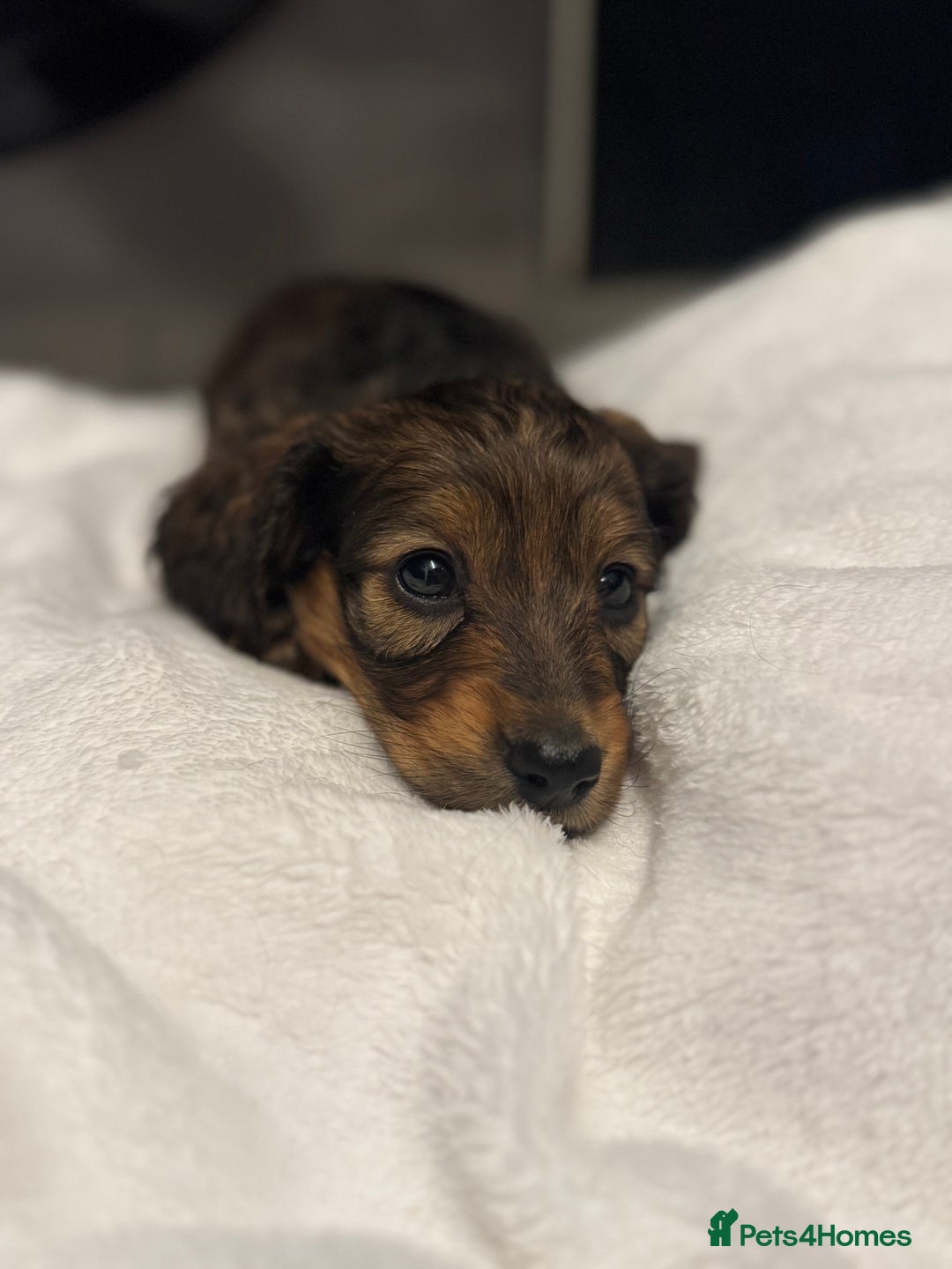 Miniature Dachshund dogs for sale: REDUCED!! Only one long hair miniature girl left!  in Sudbury - Image 19