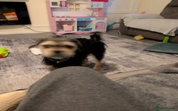 Mixed Breed dogs for sale: Pug x - Advert 5