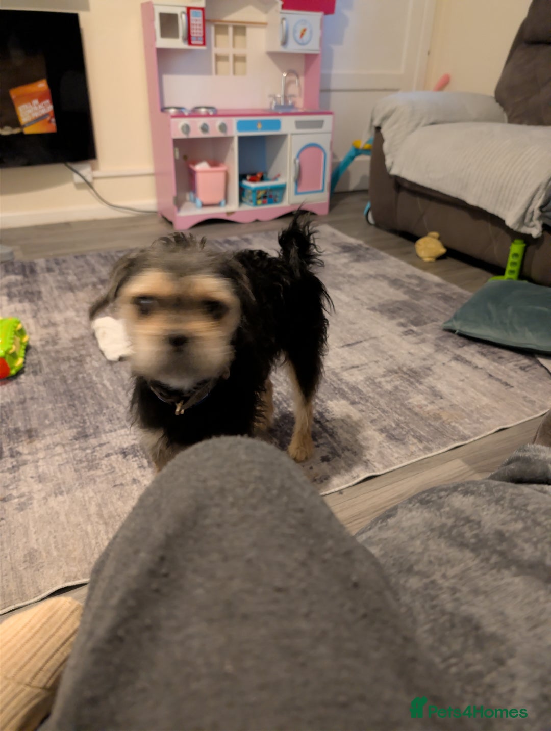 Mixed Breed dogs for sale: Pug x - Advert 5