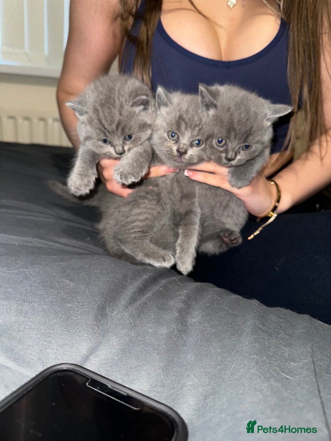 British Shorthair cats for sale: British shorthair lilac and blue - Advert 3