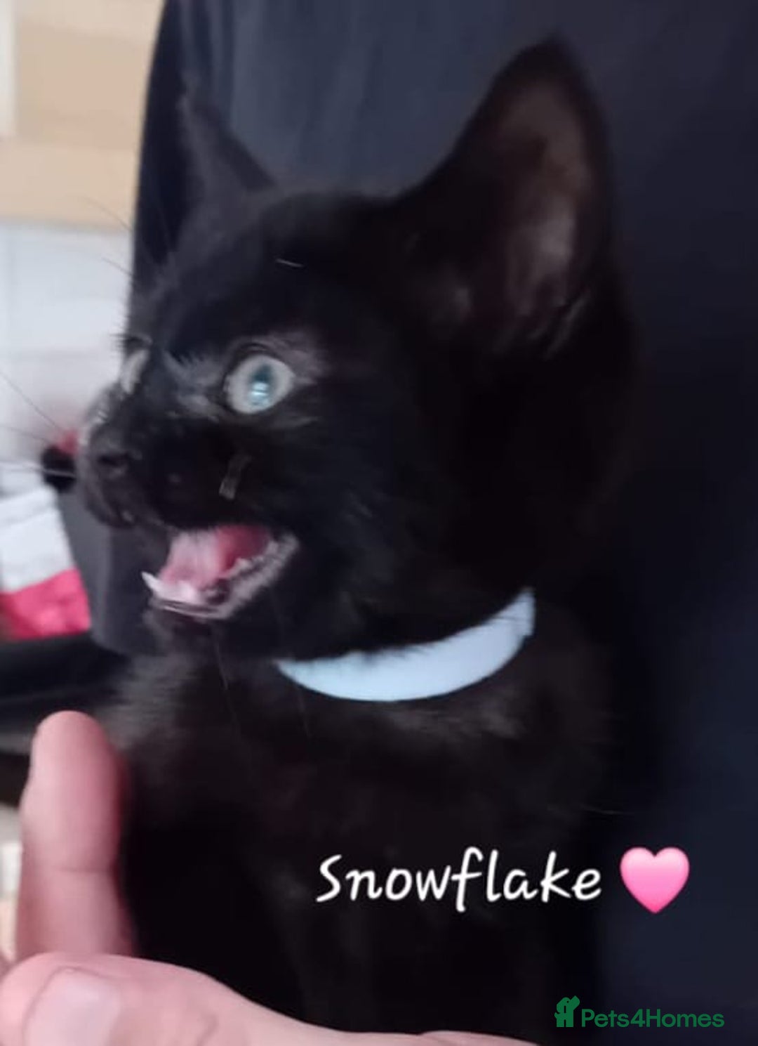 Mixed Breed cats for sale: 🐾 Adorable Kittens for sale! 🐾  - Image 6