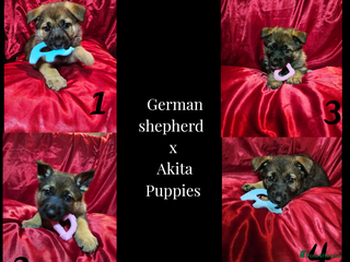 Mixed Breed dogs German Shepherd x Akita puppies - 4 females left - Advert 9