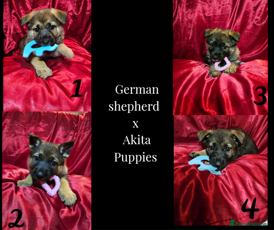 Mixed Breed dogs German Shepherd x Akita puppies - 4 females left - Advert 4