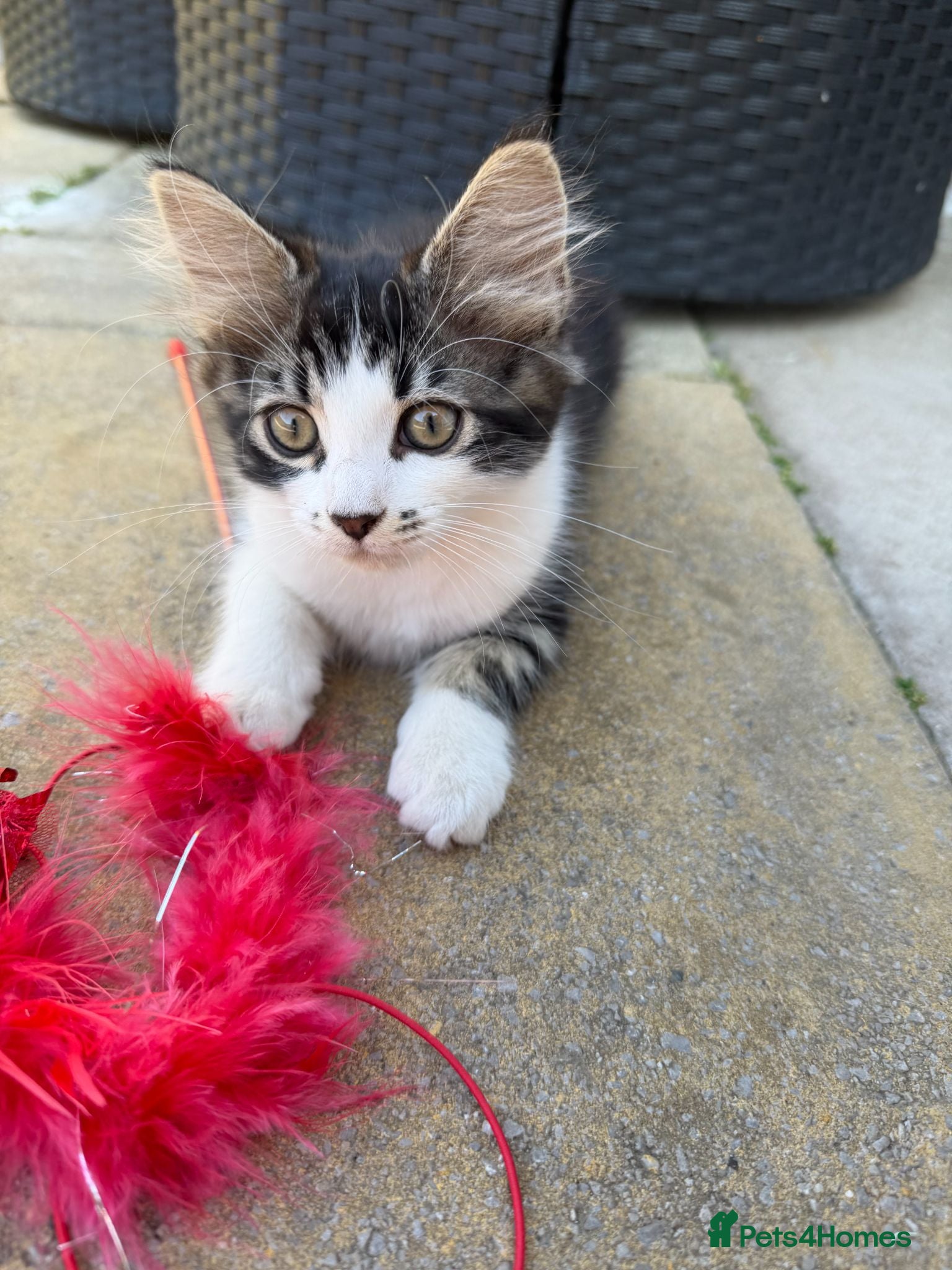 Mixed Breed cats LITTER TRiED 5 Adorable Tabby Kittens 💕💕💕💕💕 - Advert 2