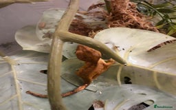 Gecko reptiles for sale: Beautiful Dalmatian Crested Gecko - Image 2